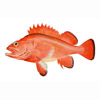 File:Redfish.jpg