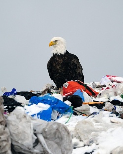 Eagle on garbage.jpg